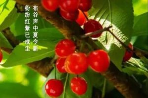 立夏2025年06月05日彭祖百忌是哪些